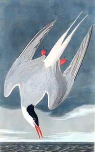 Arktische Seeschwalbe, Sterna Paradisaea, aus "The Birds of America" von John J. Audubon, veröffentlicht 1827-38 von John James Audubon