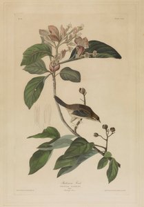  von John James Audubon