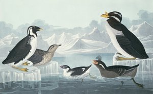 Schwarzkehlige Guillemot, Knollenschnabelalk, Lockenkammalk, Hornschnabelguillemot, nach der Natur gezeichnet