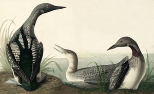 Prachttaucher, Colymbus Arcticus, aus "Die Vögel Amerikas" von John J. Audubon, veröffentlicht 1827-38
