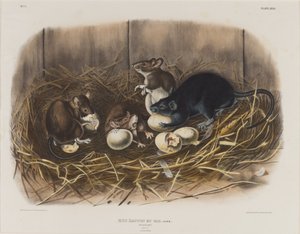 Schwarze Ratte, ca. 1845 von John James Audubon