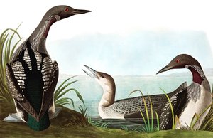 Schwarzkehl-Taucher, Colymbus Arcticus, aus "Die Vögel Amerikas" von John J. Audubon, veröffentlicht 1827-38