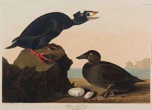Schwarze Ente, 1836