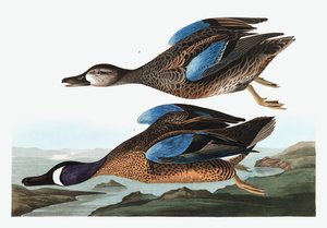 Blaue Krickente, Anas Discors, aus "Die Vögel Amerikas" von John J. Audubon, veröffentlicht 1827-38 von John James Audubon
