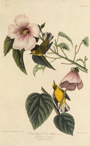 Blauflügeliger Gelbwaldsänger. Aus Die Vögel Amerikas, 1827-1838
