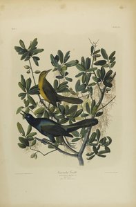 Bootsschwanzgrackel, gedruckt von Julien Bien und veröffentlicht von Roe Lockwood & Son, 1861 von John James Audubon