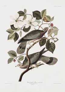 Brandtaube aus Birds of America (1827)