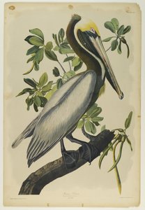 Brauner Pelikan, gedruckt von Julien Bien und veröffentlicht von Roe Lockwood & Son, 1861