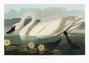 Amerikanischer Schwan aus Birds of America (1827)