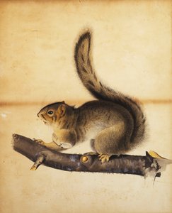 Östliches Grauhörnchen im vollen Winterfell, um 1840er von John James Audubon