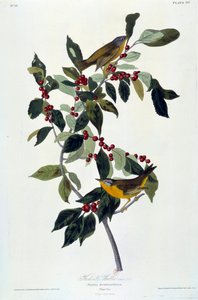Blumen und Vögel von John James Audubon