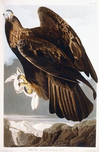 Steinadler, 1833 von John James Audubon