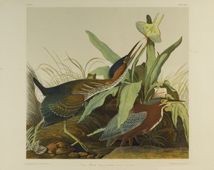 Grüner Reiher, gedruckt von Julien Bien und veröffentlicht von Roe Lockwood & Son, 1861 von John James Audubon