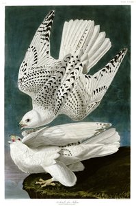 Gerfalke, Falco rusticolus, handkolorierte Gravur