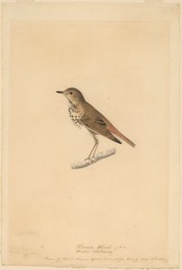 Einsiedlerdrossel von John James Audubon