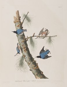 Illustration aus 