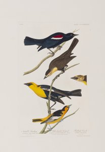 Illustration aus 