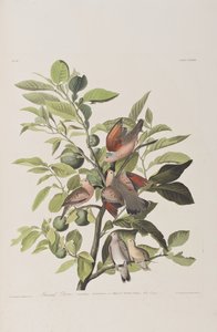 Illustration aus 