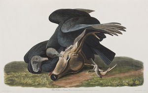 Illustration aus 