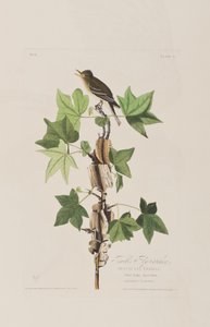 Illustration aus 