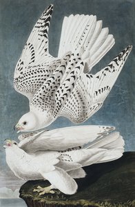 Jer- oder Islandfalke, Falco Islandicus, aus "Die Vögel Amerikas" von John J. Audubon, veröffentlicht 1827-38