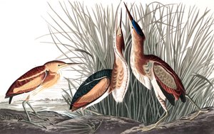 Zwergdommel, Ixobrychus Exilis, aus „The Birds of America“ von John J. Audubon, veröffentlicht 1827-38 (handkolorierte Gravur)