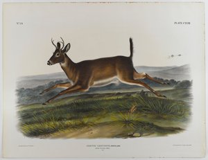 Langschwanzhirsch, 1847