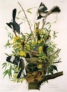 Spottdrosseln und Klapperschlange, aus 