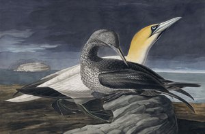 Basstölpel, Morus Bassanus, aus "Die Vögel Amerikas" von John J. Audubon, veröffentlicht 1827-38 von John James Audubon