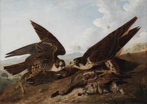 Wanderfalken