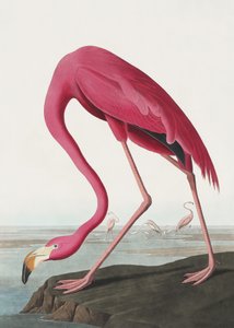 Rosa Flamingo II aus Birds of America (1827)