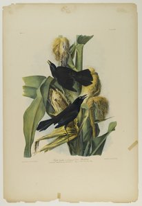 Purpurgrackel oder Gemeiner Krähenvogel, gedruckt von Julien Bien und veröffentlicht von Roe Lockwood & Son, 1861 von John James Audubon