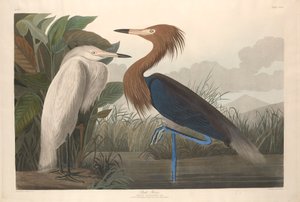 Purpurreiher, 1835