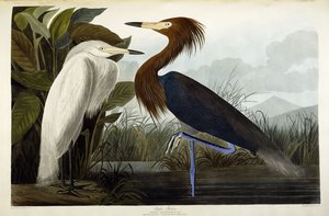 Purpurreiher von John James Audubon