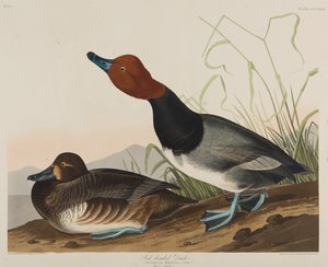 Rotkopfente, 1836