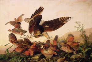 Rot-Schulterbussard greift Bobwhite-Wachteln an, 1827 von John James Audubon