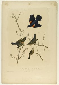 Rotflügelstärling oder Sumpfschwarzvogel, gedruckt von Julien Bien und veröffentlicht von Roe Lockwood & Son, 1861