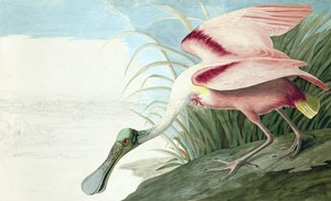 Rosalöffler, Platalea Ajaja, aus "Die Vögel Amerikas" von John J. Audubon, veröffentlicht 1827-38
