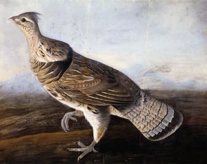 Raufußhuhn