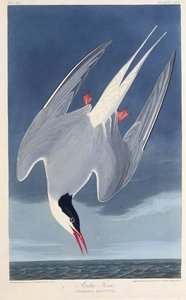 Die Küstenseeschwalbe. Aus Die Vögel Amerikas von John James Audubon
