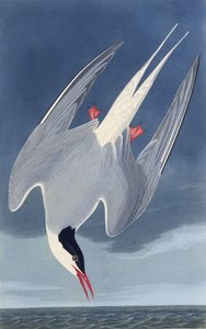 Die Küstenseeschwalbe. Aus Die Vögel Amerikas von John James Audubon