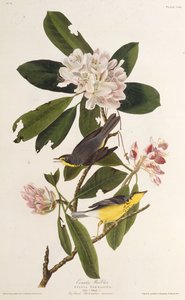 Der Kanada-Waldsänger. Aus Die Vögel Amerikas, 1827-1838 von John James Audubon
