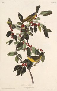 Der Nashville-Waldsänger. Aus Die Vögel Amerikas von John James Audubon
