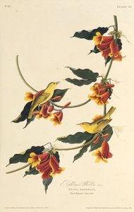 Der Rathbone-Waldsänger. Aus Die Vögel Amerikas von John James Audubon