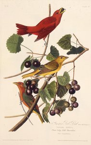 Der Sommer-Rotvogel. Aus Die Vögel Amerikas, 1827-1838 von John James Audubon