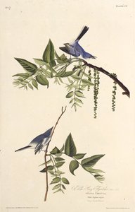 Der blau-graue Mückenfänger. Aus Die Vögel Amerikas, 1827-1838