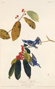Der Himmelblauwaldsänger. Aus Die Vögel Amerikas, 1827-1838