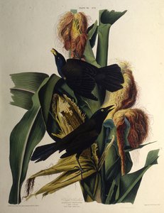 Der gemeine Grackel. Aus Die Vögel Amerikas, 1827-1838 von John James Audubon