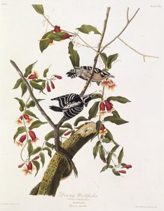 Der Flaum-Specht. Aus Die Vögel Amerikas, 1827-1838