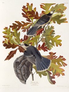 Der Graue Jay. Aus Die Vögel Amerikas, 1827-1838 von John James Audubon